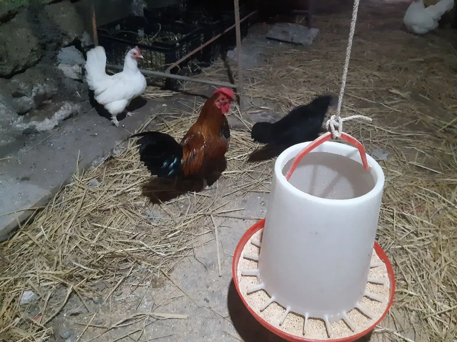 جوجه های زینتی وتخم مرغ های زینتی نطفه دار|حیوانات مزرعه|لاهیجان, گلستان|دیوار