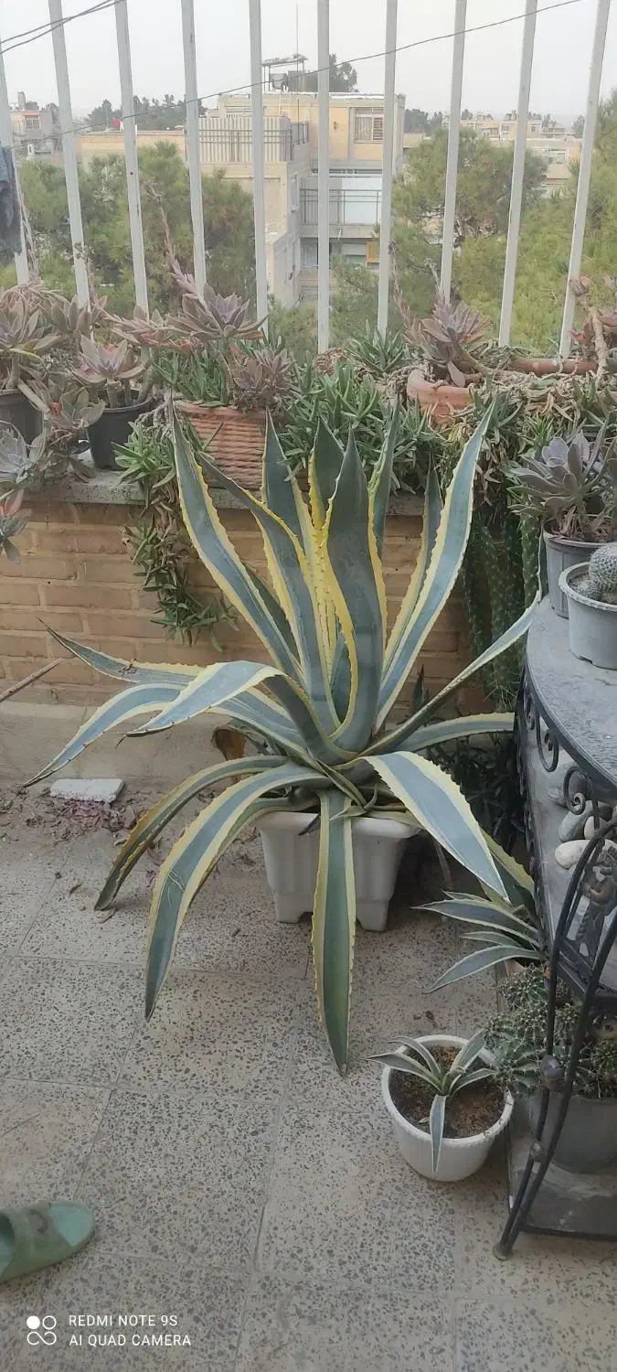 گل آگاو|گل و گیاه طبیعی|فولادشهر, A2|دیوار