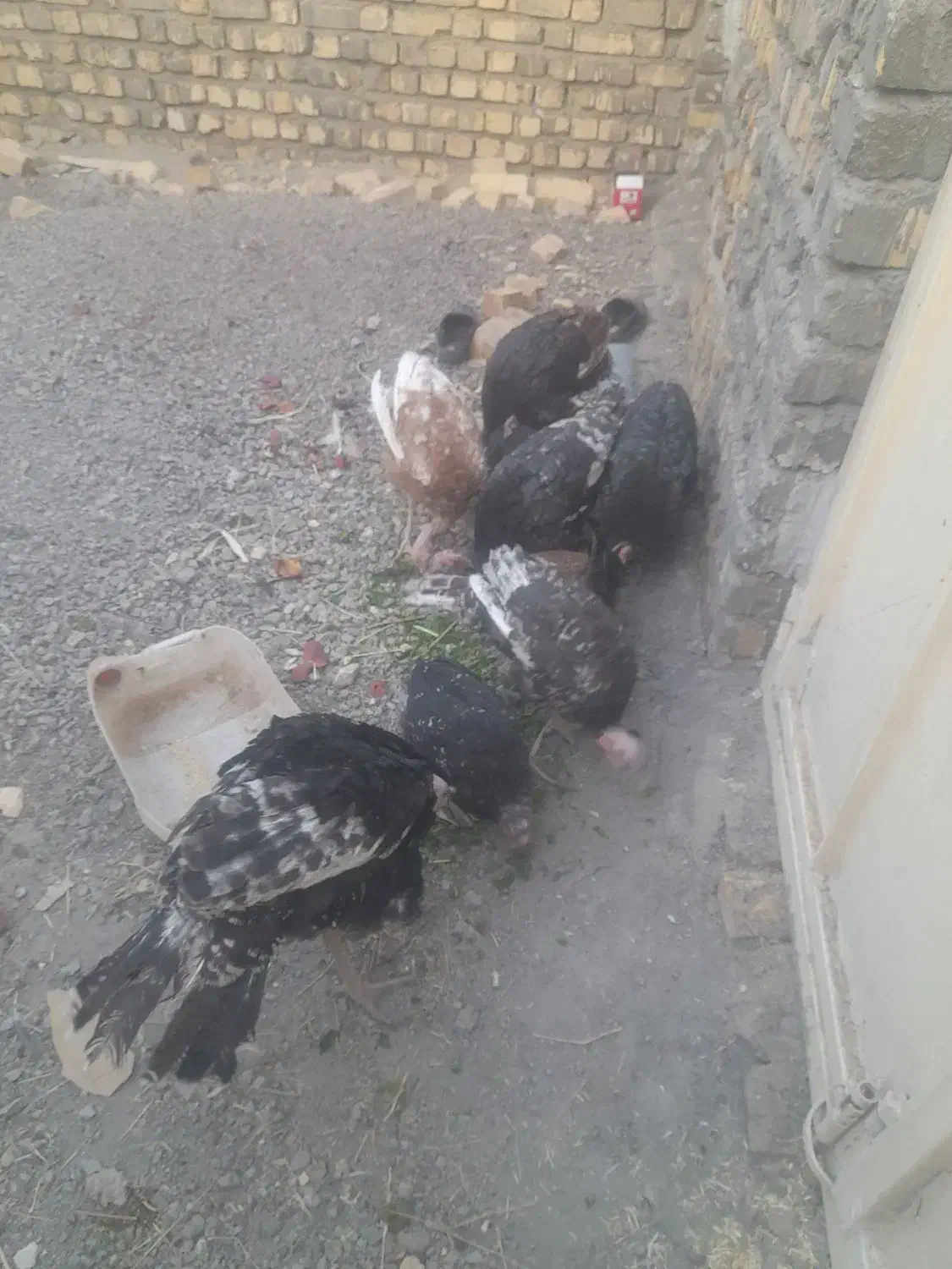 بوقلمون فروشی|حیوانات مزرعه|کاشان, راوند|دیوار