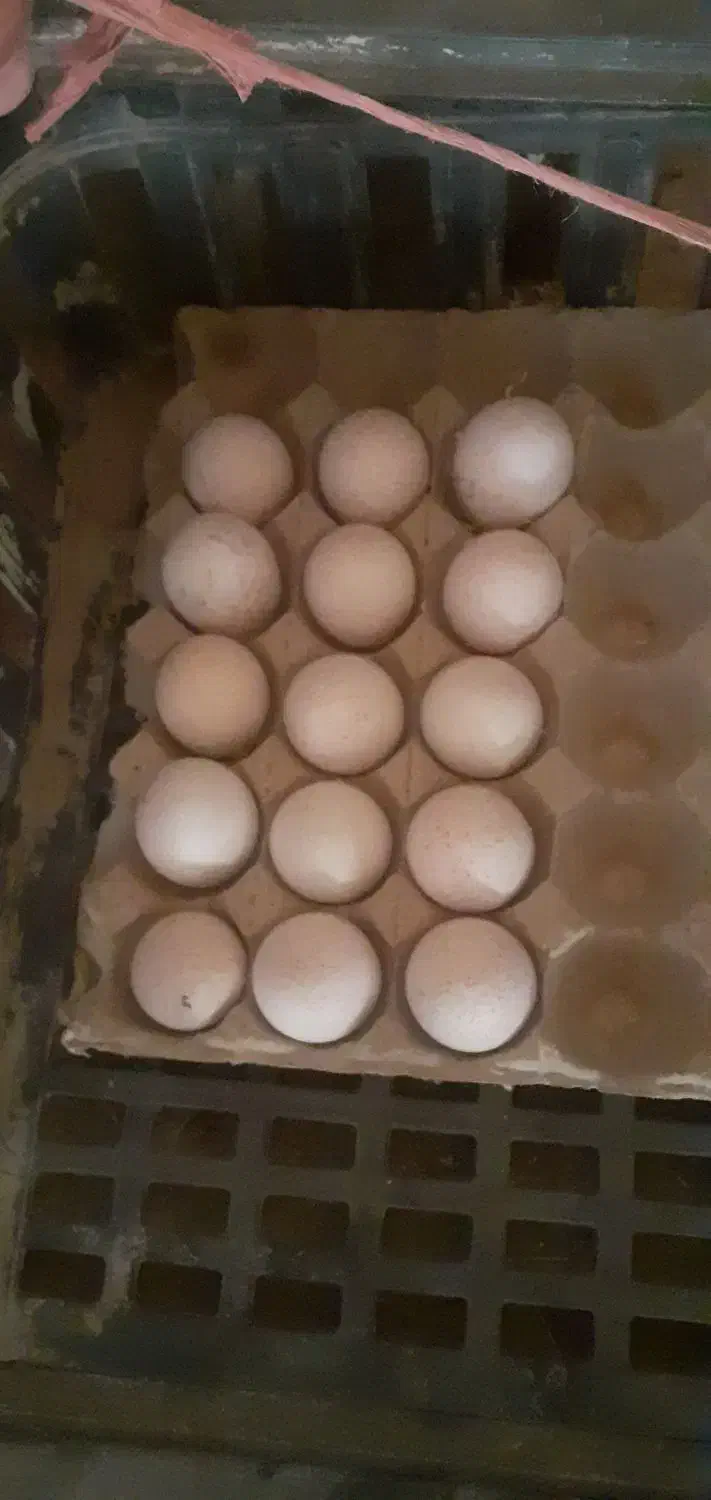 تخم نطفه دار بقلمون بوربون ،نژاد برتر|حیوانات مزرعه|بجنورد, |دیوار