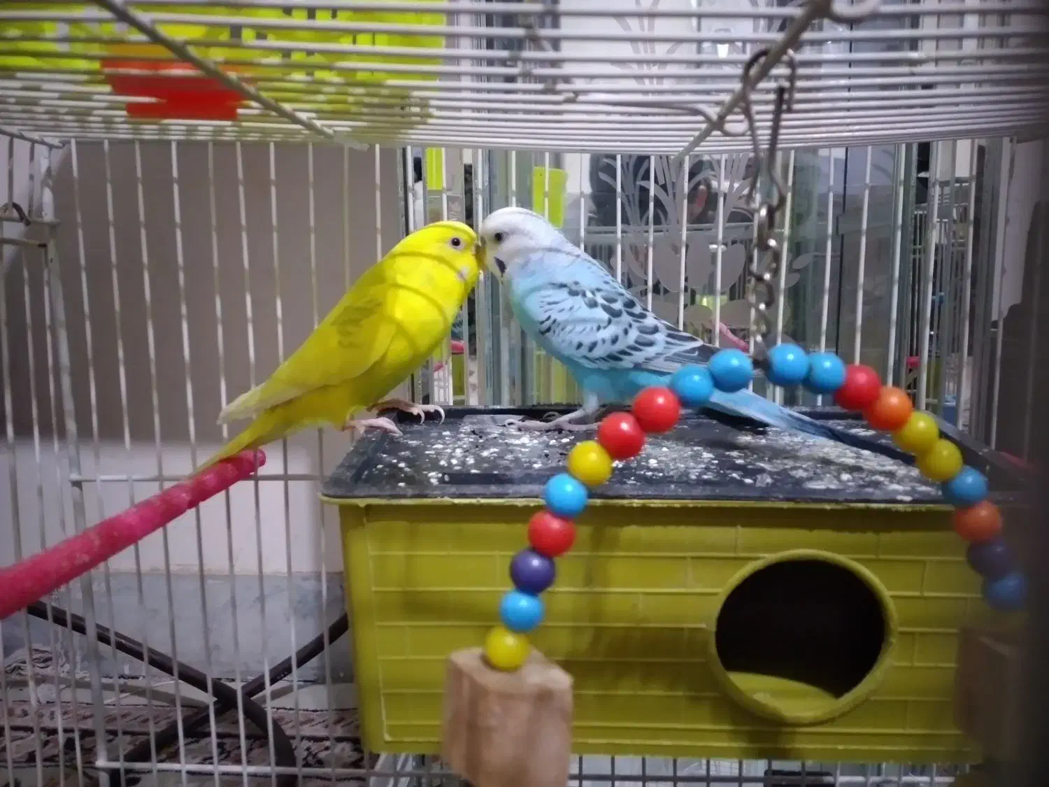 مرغ عشق|پرنده|تربت جام, نظامی|دیوار