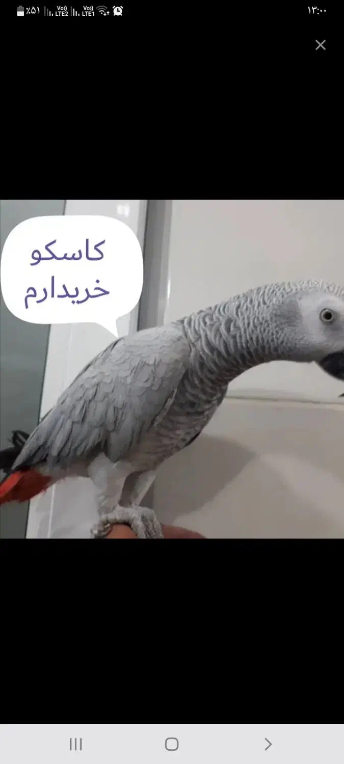 کاسکو  کنگودم قرمز|پرنده|شهر بابک, |دیوار