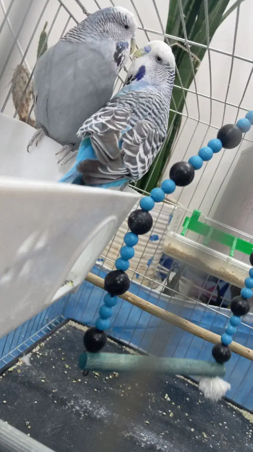 مرغ عشق انگلیسی|پرنده|ساروق, |دیوار