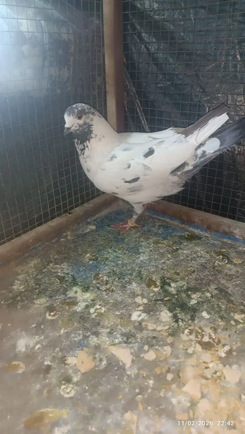 کبوتر|پرنده|خمینی‌شهر, |دیوار