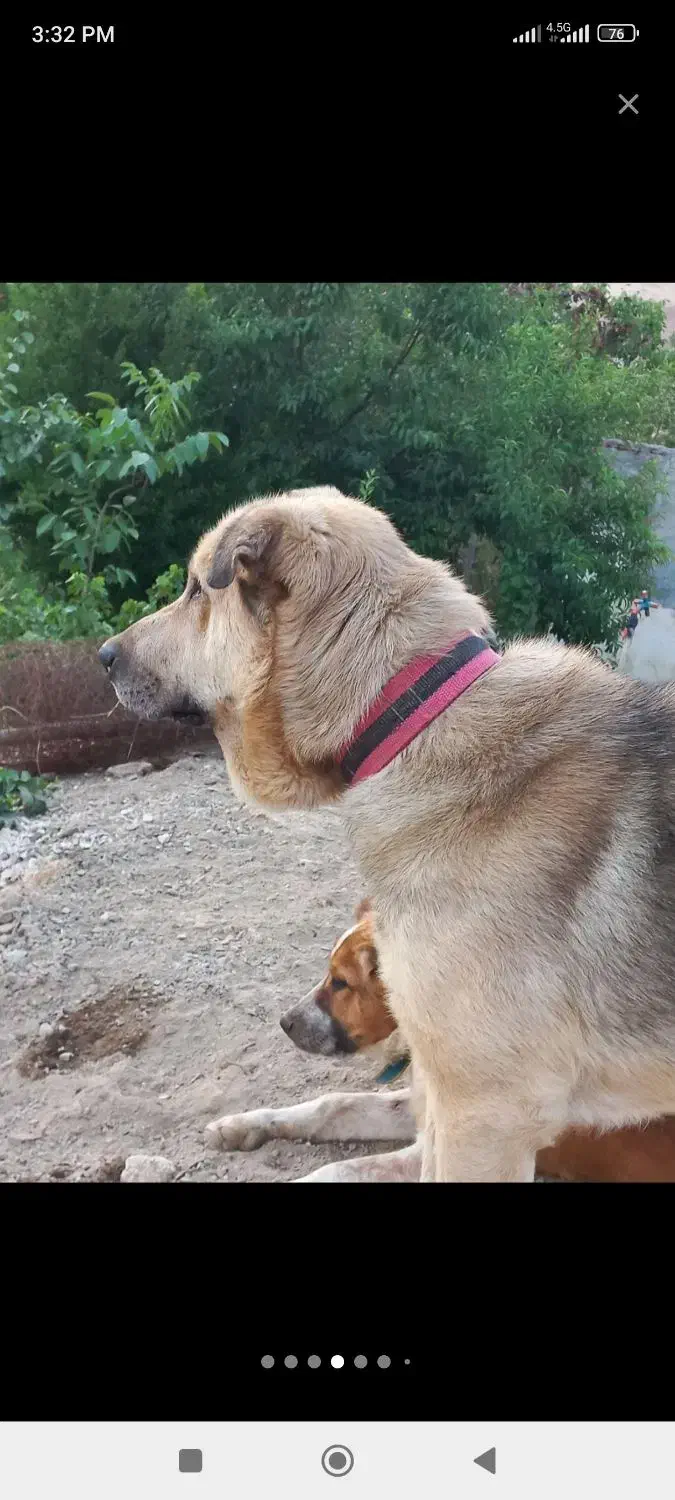 سگ پژدر|سگ|اسلام‌‌آباد غرب, |دیوار