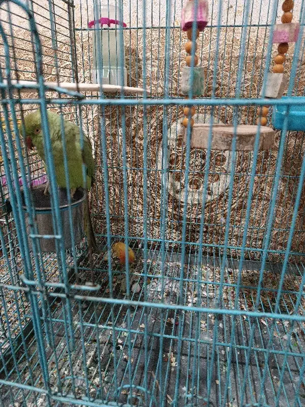 پرنده فروشی|پرنده|لالی, |دیوار