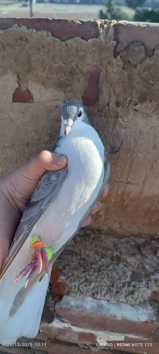 یک جفت ساده نسل هفت‌رنگ ب ضمانت|پرنده|بجنورد, |دیوار