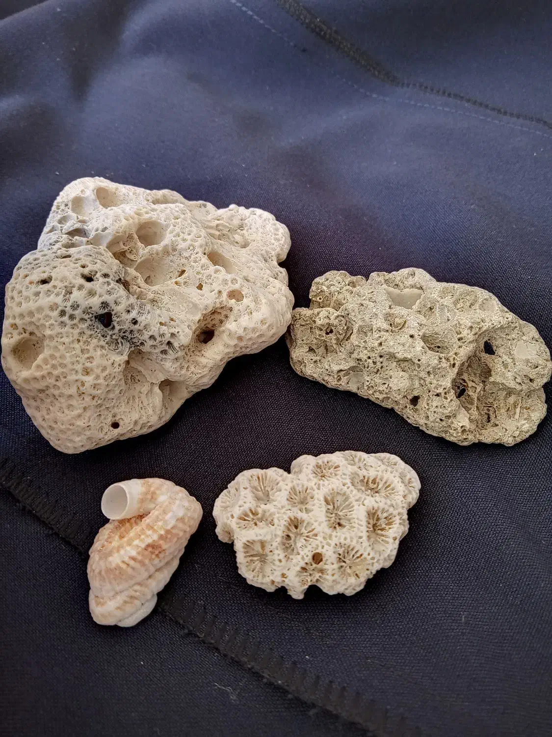 فسیل هم با هم سنگ قیمتی|کلکسیون اشیاء عتیقه|شیراز, تاچارا|دیوار