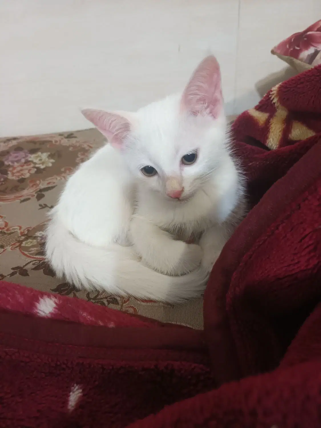 گربه|گربه|رفسنجان, |دیوار