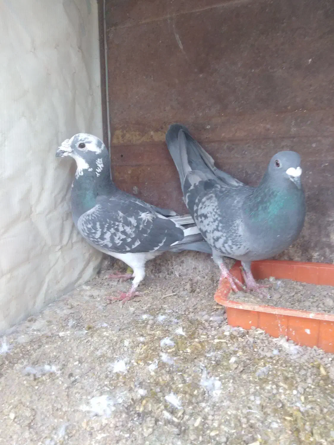 نر ماده|پرنده|بیرجند, |دیوار