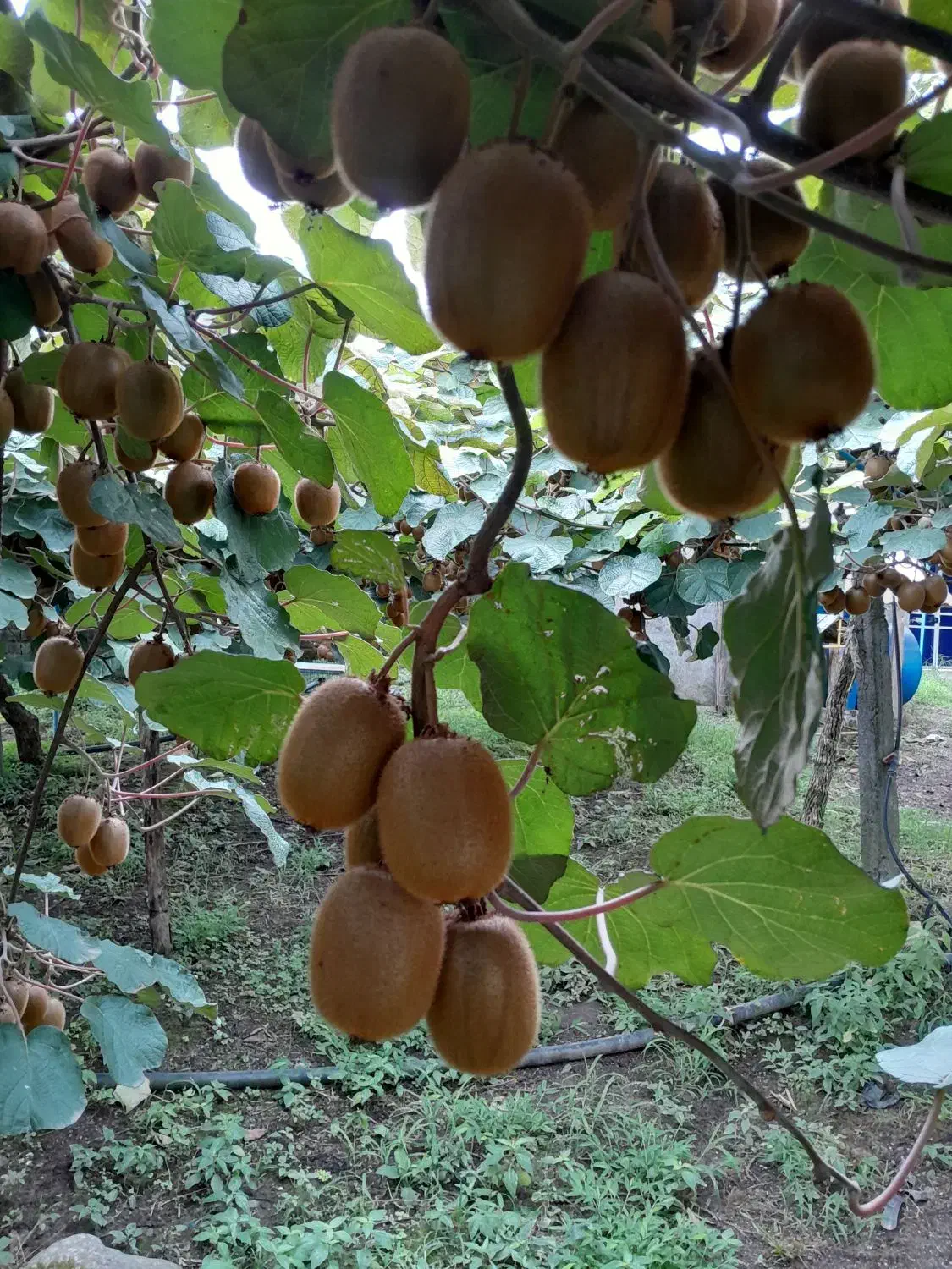 فروش کیوی مرغوب وبا کیفیت|خدمات باغبانی و درختکاری|چوبر, |دیوار