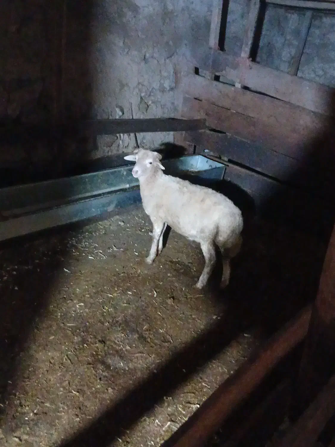 گوسفند بره نر|حیوانات مزرعه|پرهسر, |دیوار