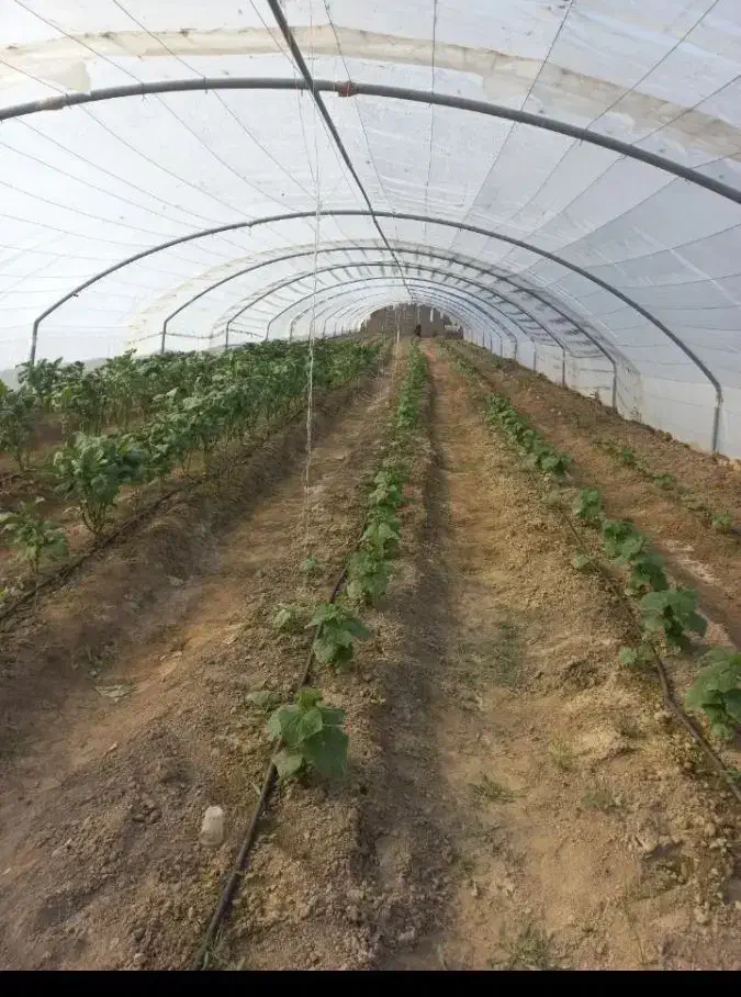 اجاره گلخانه|اجارهٔ دفتر صنعتی، کشاورزی، تجاری|هیرمند, |دیوار