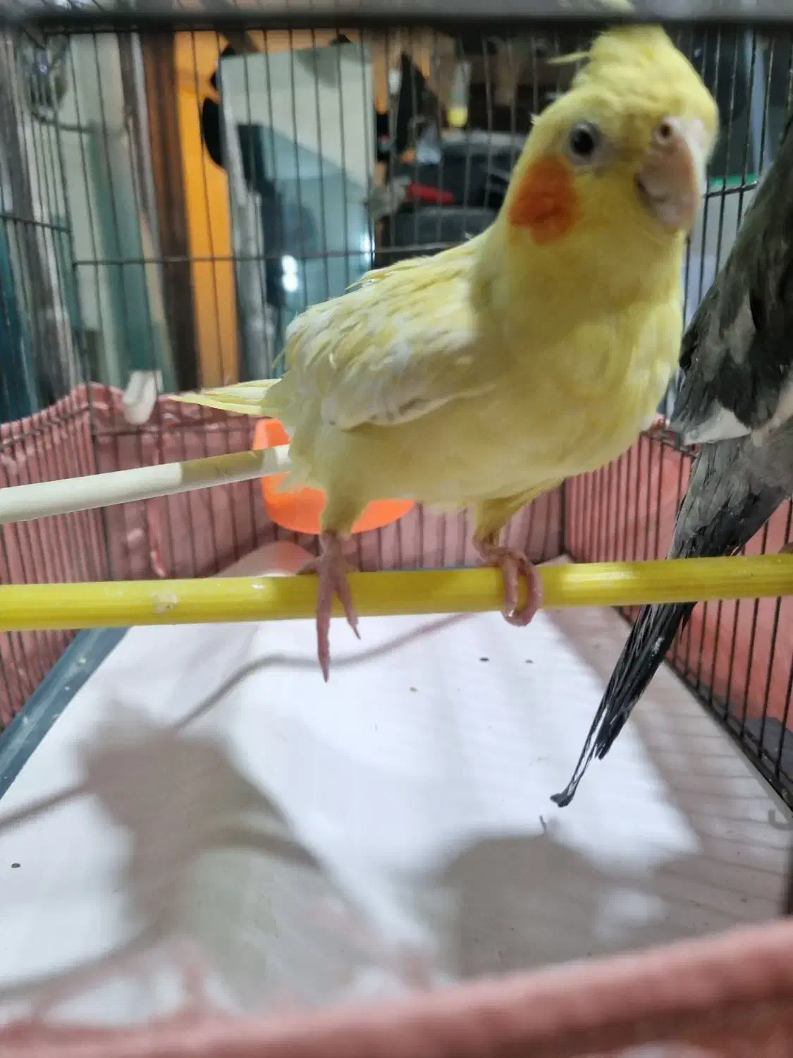 عروس هلندی نروماده|پرنده|شاهدشهر, |دیوار