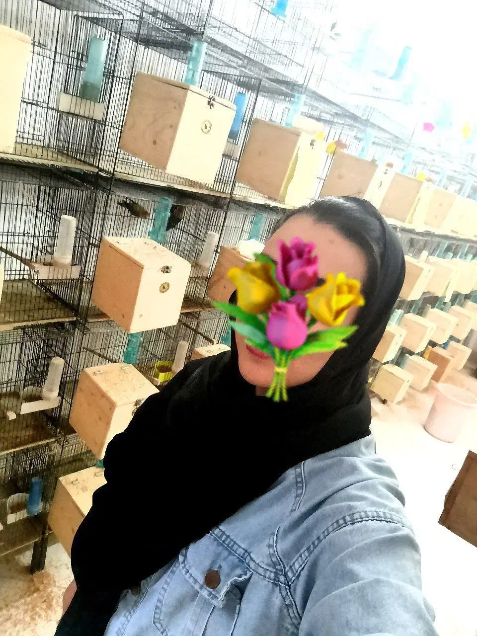 پرورش عروس کوتوله طوطی قناری استخدام ۵ساله بابیمه|پرنده|مشهد, فاطمیه|دیوار
