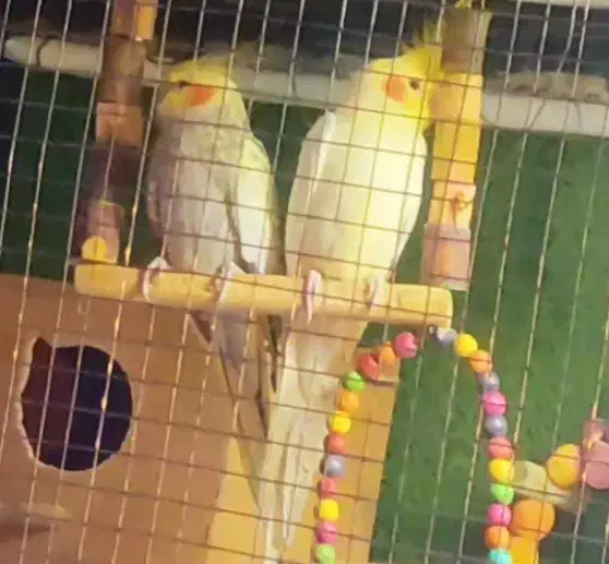 عروس هلندی سوپر مولد تضمینی کوتوله همراه با جوجه|پرنده|اصفهان, باتون|دیوار