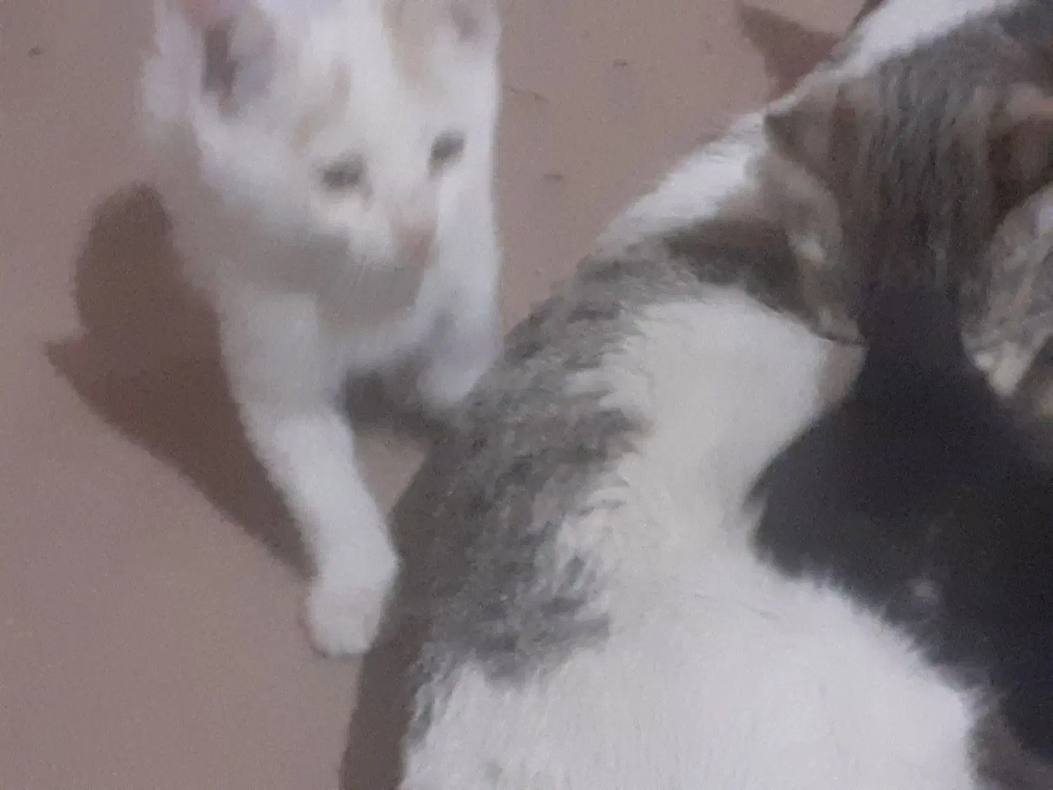 حمایت از بچه گربهای دوماهه به صورت رایگان|گربه|شهریار, شهریار|دیوار