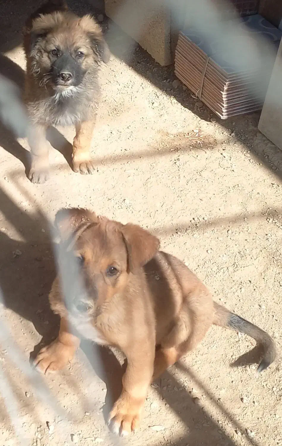 سگ ژرمن|سگ|کازرون, |دیوار