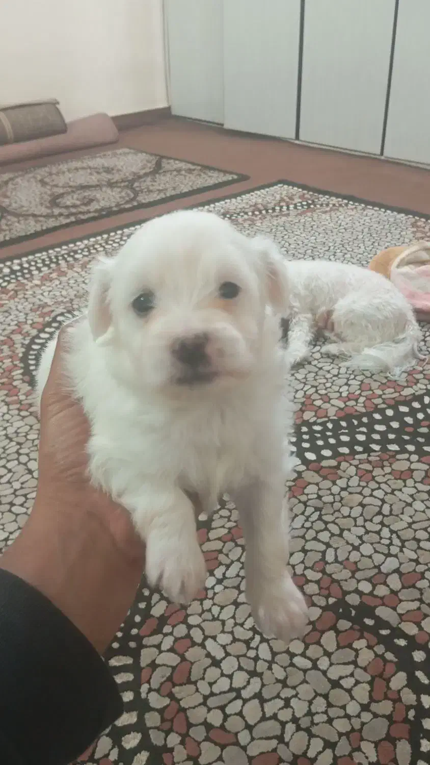 توله شیتزو|سگ|آبادان, |دیوار