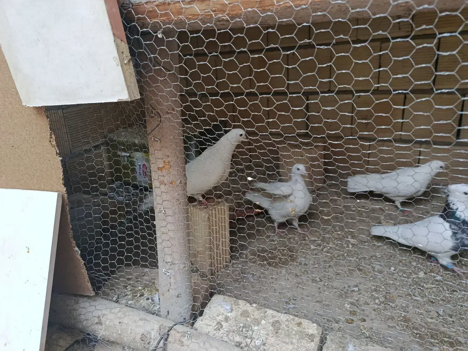 سفید تهرونی|پرنده|لنجان, |دیوار