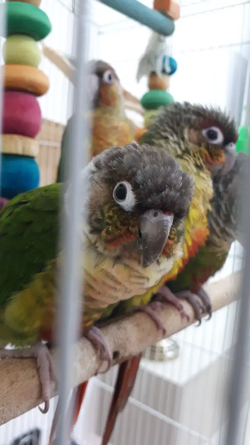 طوطی گرینچیک|پرنده|مشهد, الهیه|دیوار