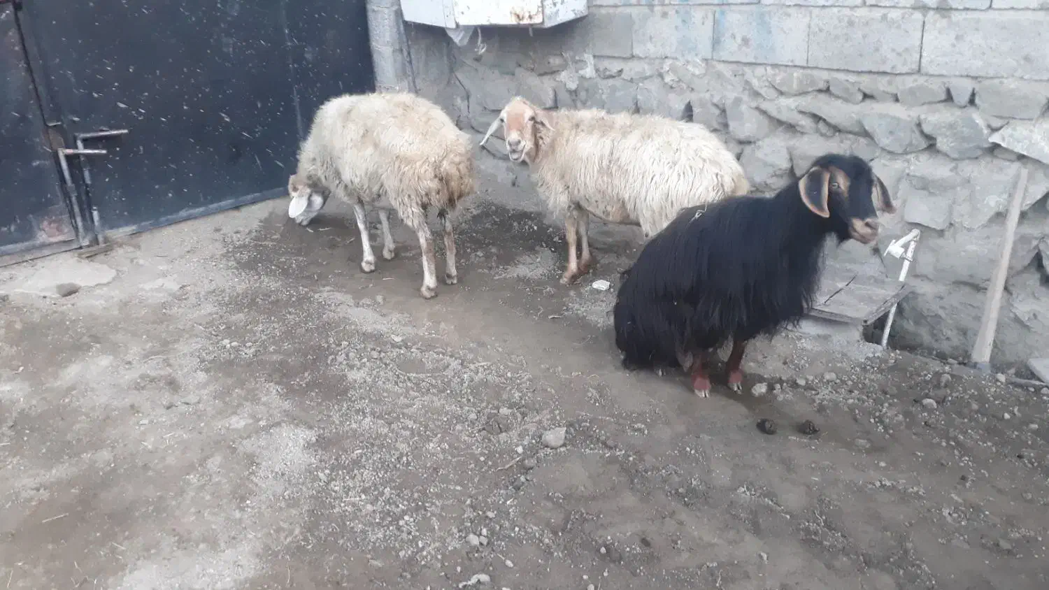 ۲راس کوسفند جوان یکی زاییده یکی آبستن با۳راس بز|حیوانات مزرعه|اهر, |دیوار