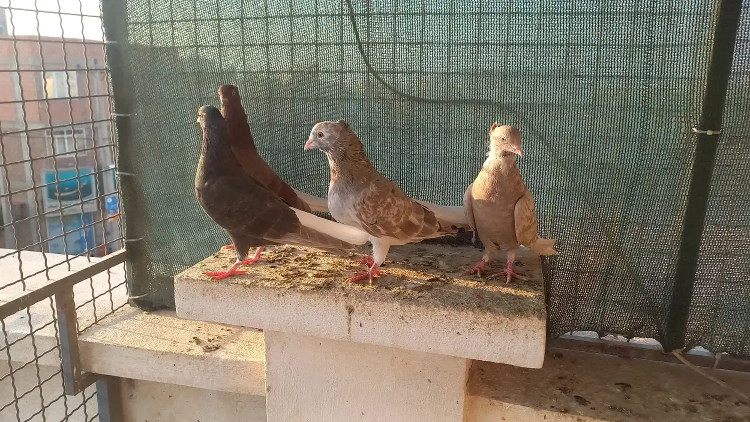 پرنده دم سفید کبوتر|پرنده|گنبد کاووس, |دیوار