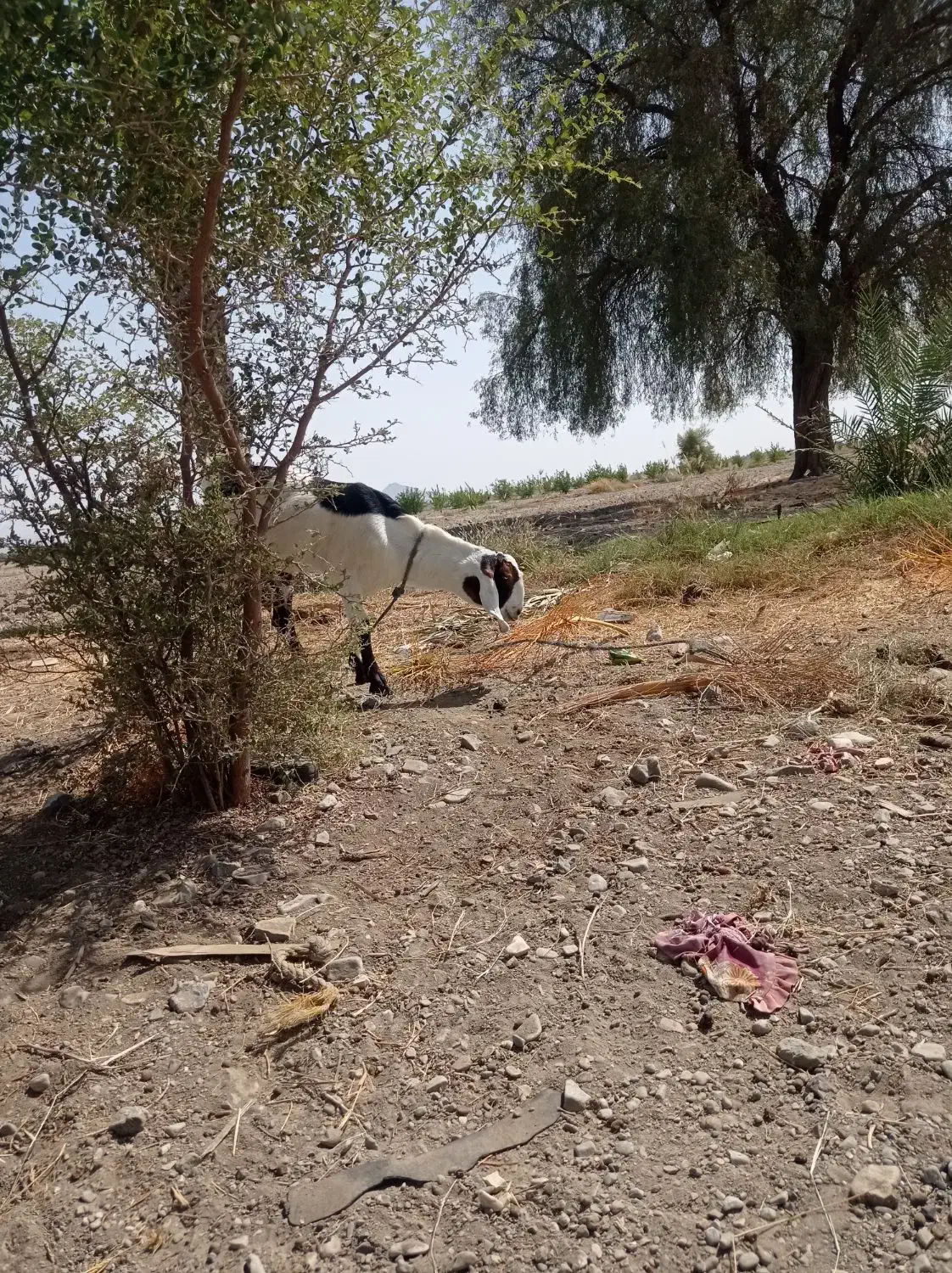 بوز چاق|حیوانات مزرعه|قلعه گنج, |دیوار