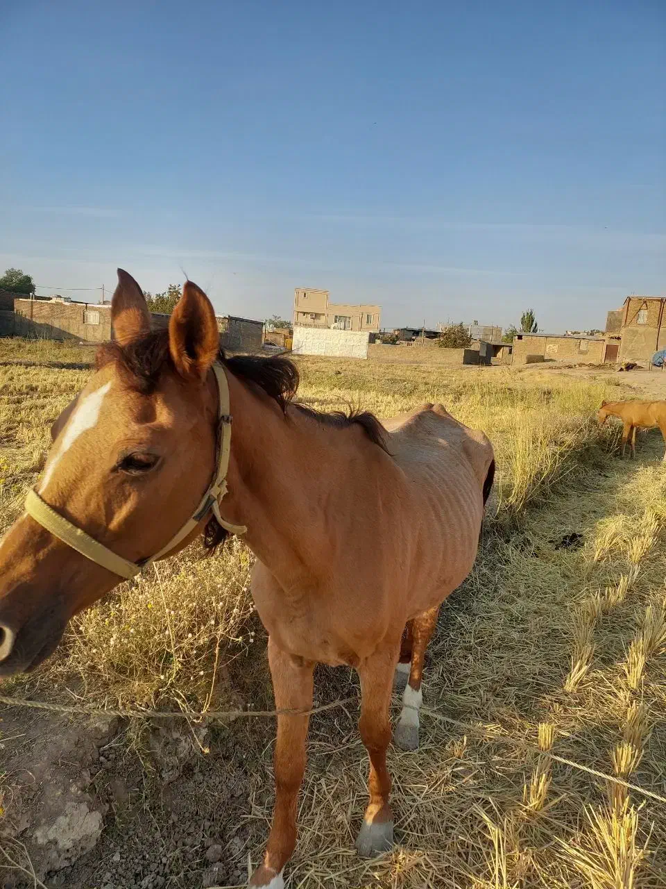 فروش مادیون|اسب و تجهیزات اسب‌سواری|سیلاخور, |دیوار