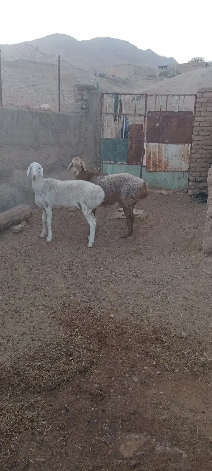 بره و شیشک|حیوانات مزرعه|نیمبلوک, |دیوار