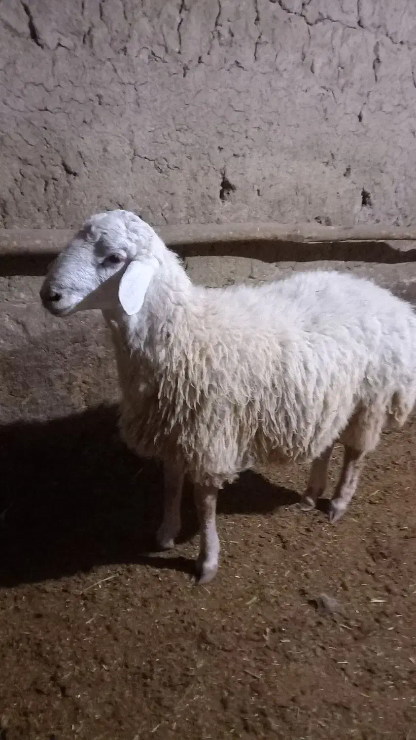 بره نر اندام درست واسه قوچ|حیوانات مزرعه|شیروان (خراسان), |دیوار