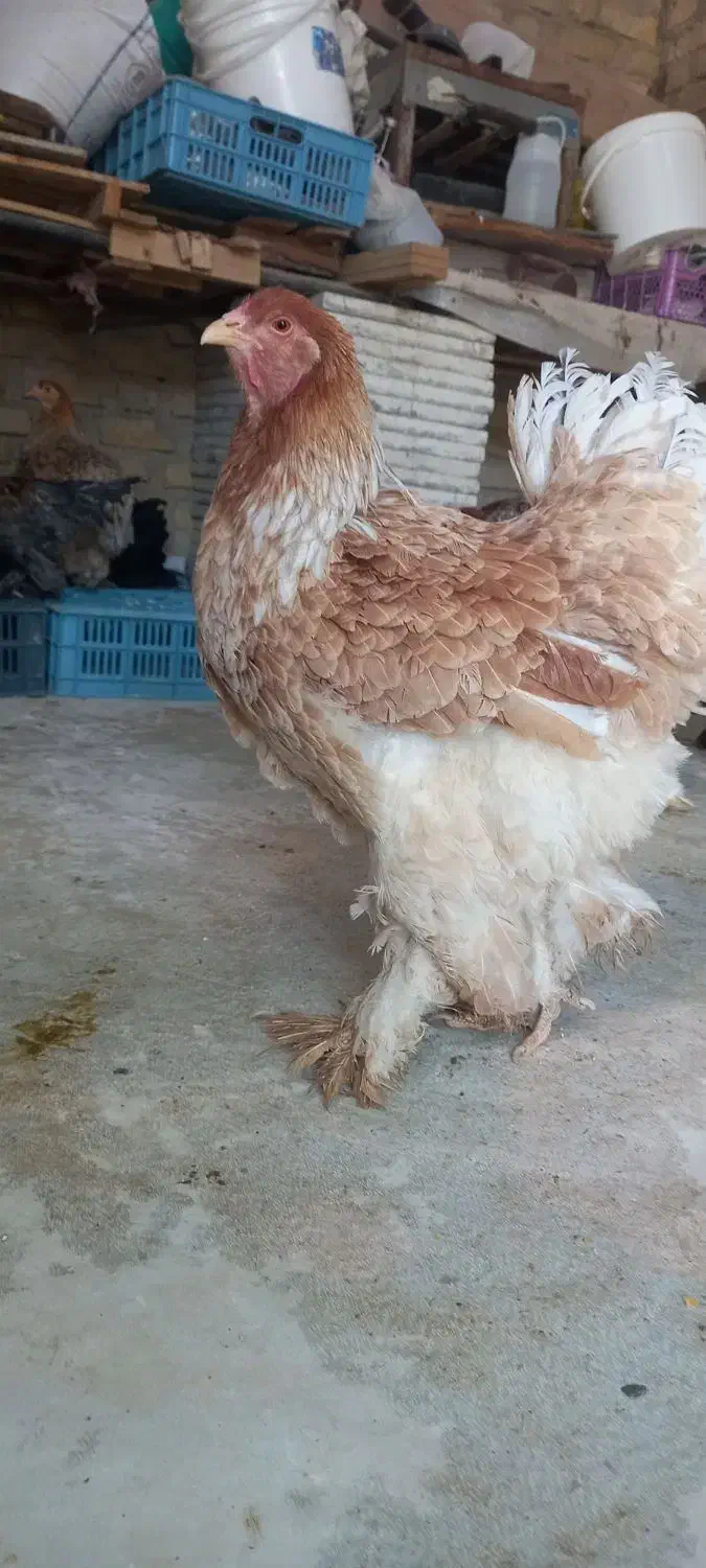 برهما گله مرغ و خروس جوجه برهما فیروزآباد فارس|حیوانات مزرعه|شیراز, شهرک سراج|دیوار