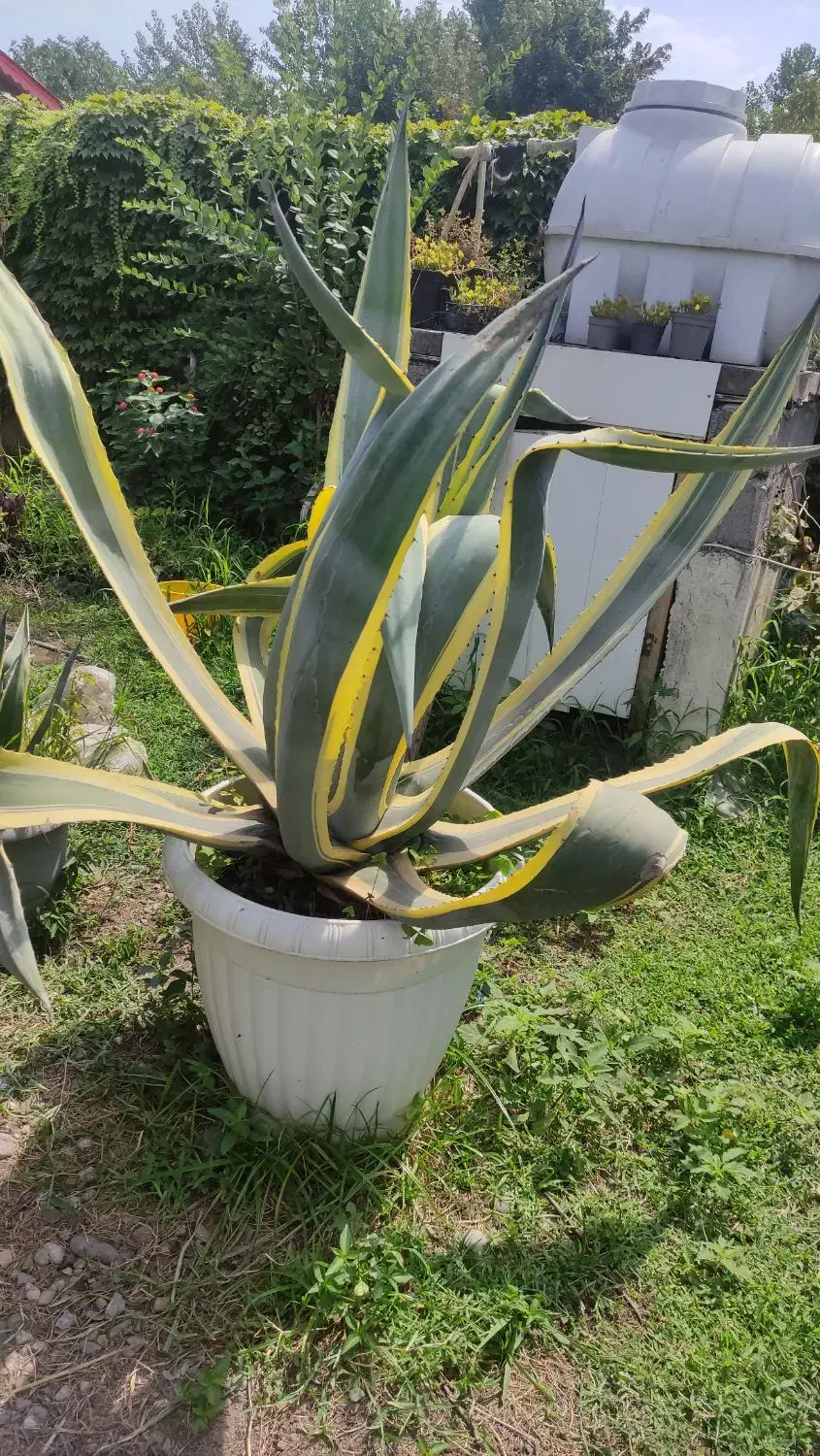 فروش گل با شرایط خوب|گل و گیاه طبیعی|سنگر, |دیوار