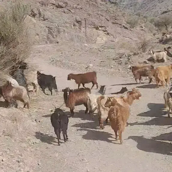 پنجا راس بز|حیوانات مزرعه|کوهبنان, |دیوار