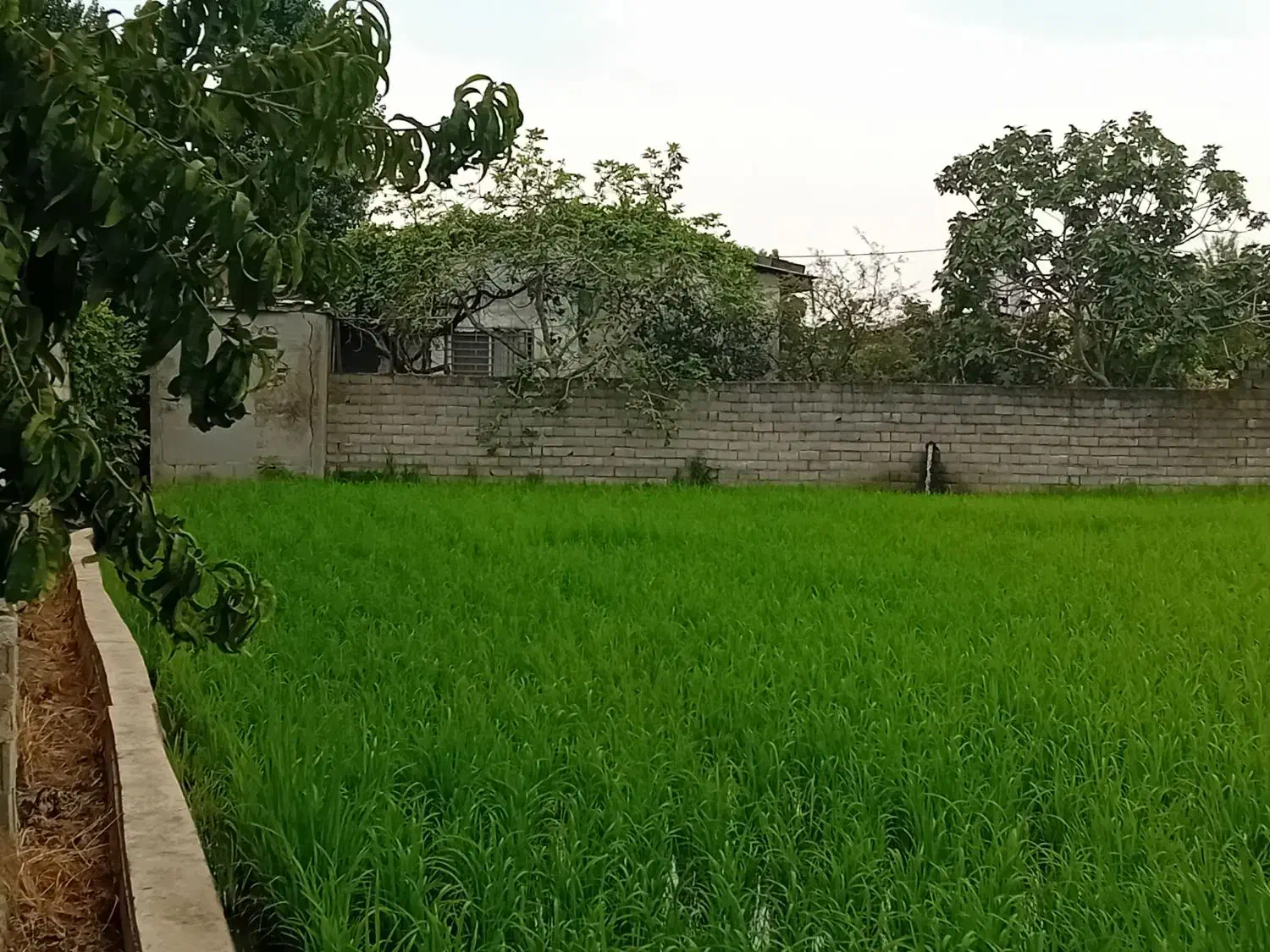 ۱۷۲ متر زمین شهرک ،اقساطی|فروش زمین و ملک کلنگی|آستانه سرا, |دیوار