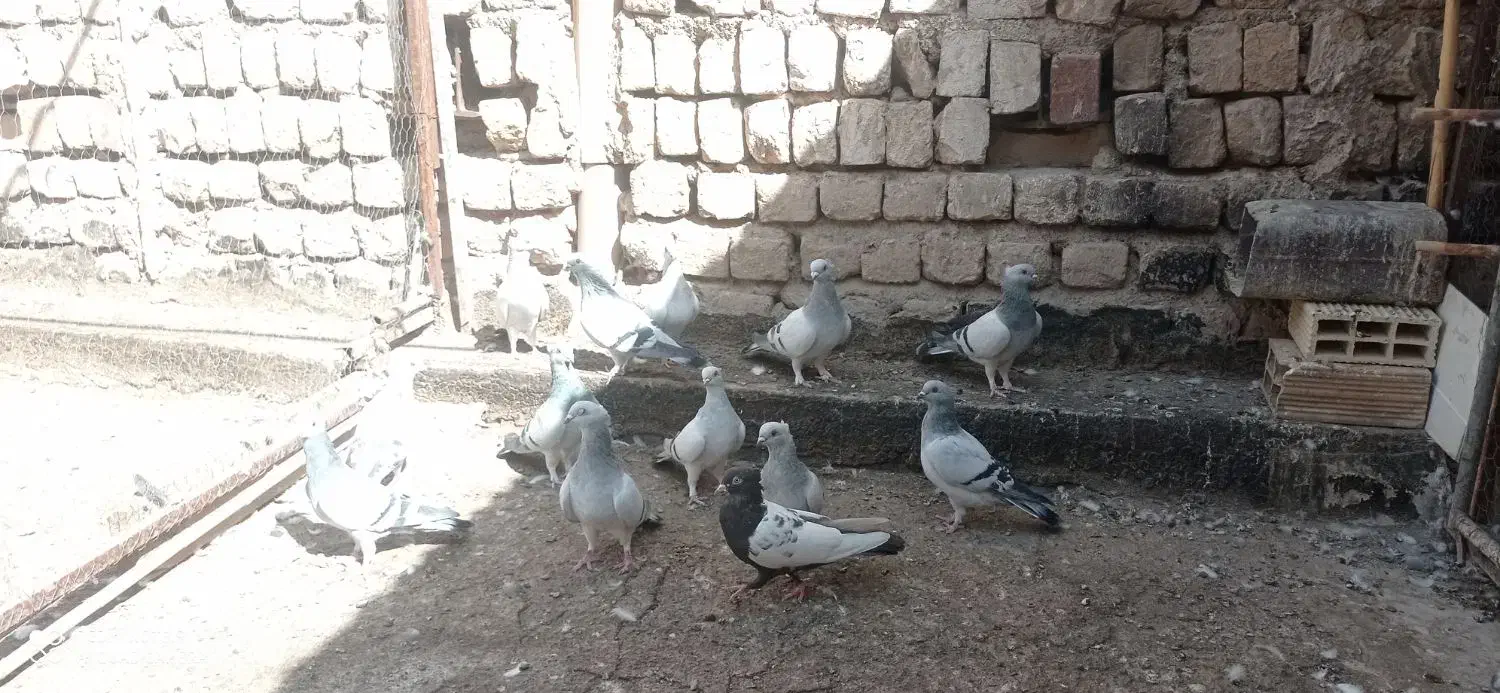 کبوتر نقره ای نوک ریز کاکلی|پرنده|قم, یزدان‌شهر|دیوار