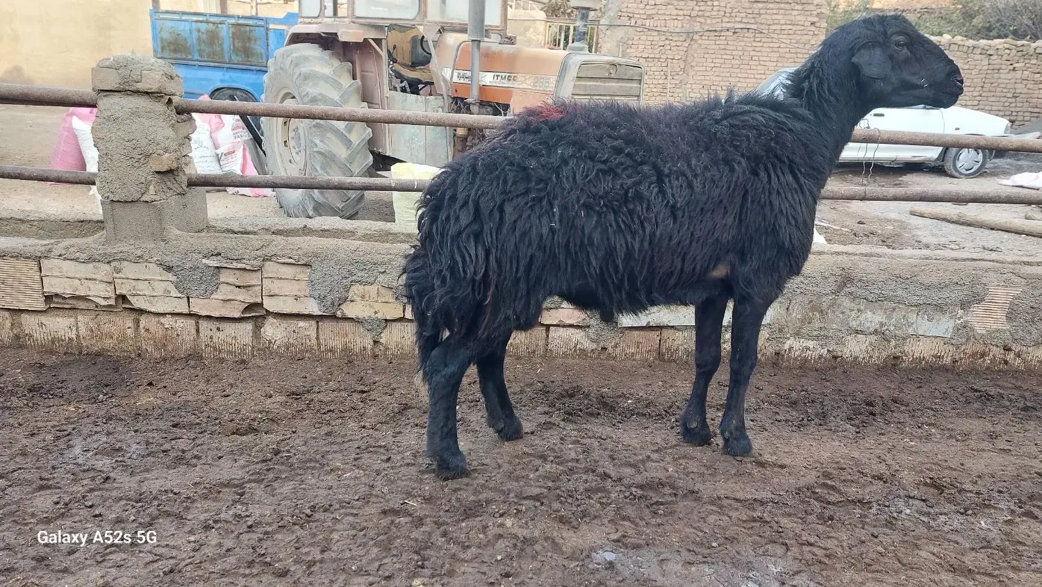 یک راس قوچ تیزران شیشک قره قزل|حیوانات مزرعه|سبزوار, قصبه شرقی|دیوار