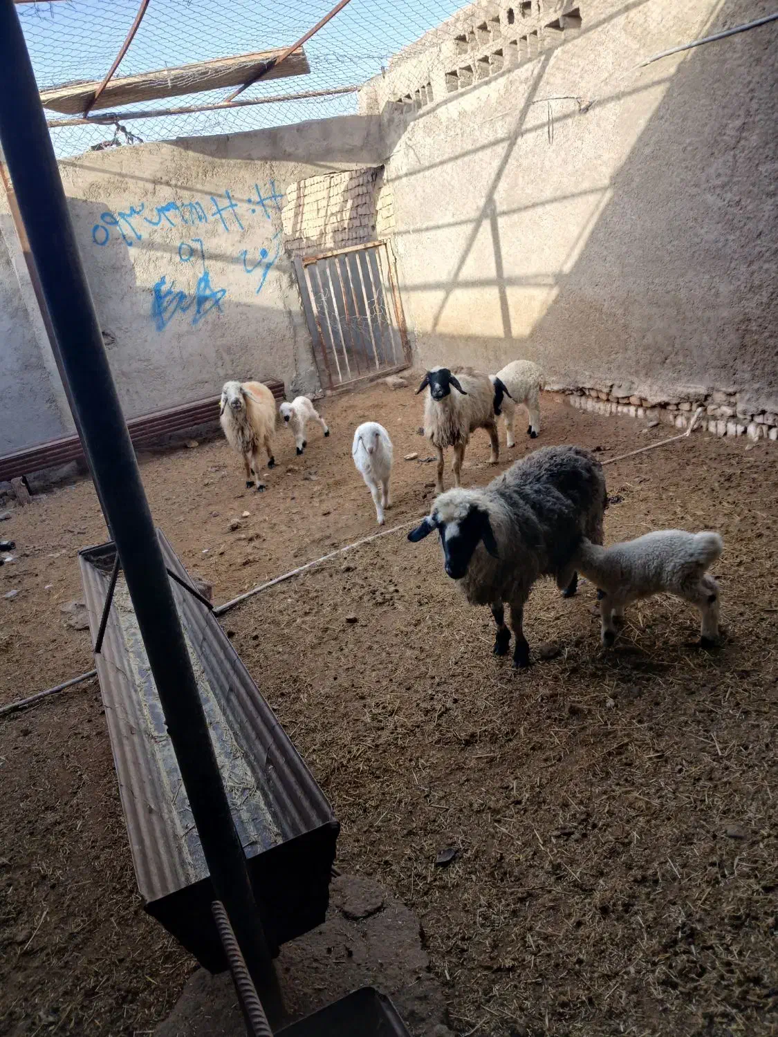 میش داشتی|حیوانات مزرعه|زیرکوه, |دیوار