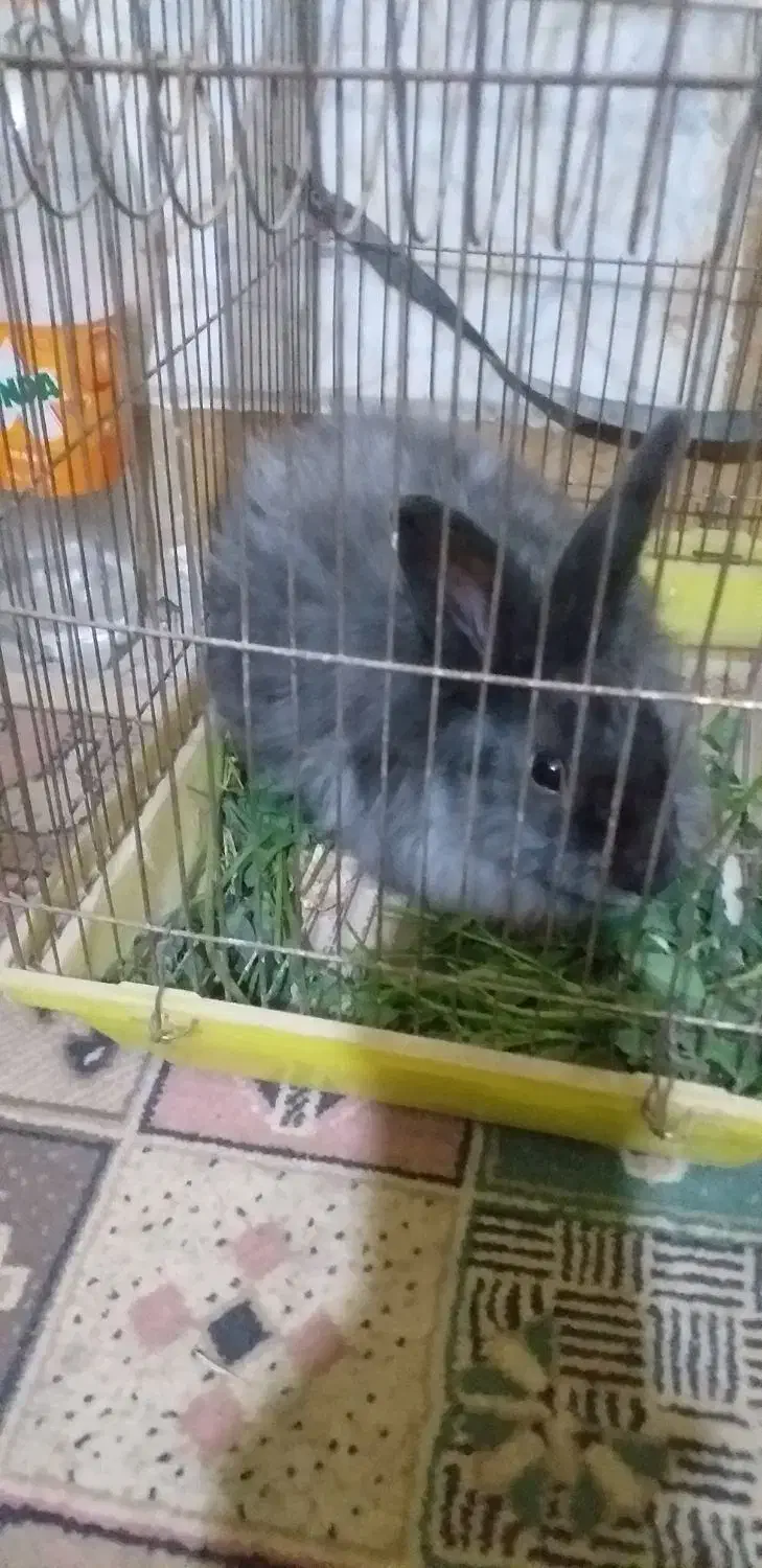 خرگوش پشمالو کسی خواست پیام بده|موش و خرگوش|سراوان, |دیوار