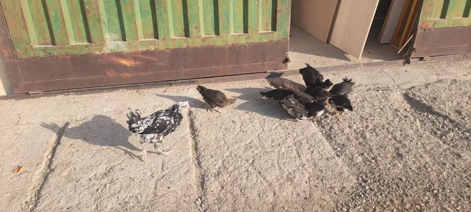 مرغ و خروس گلین با 12 تا جوجه|حیوانات مزرعه|رودهن, |دیوار