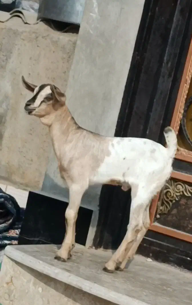 بز صومال|حیوانات مزرعه|بندرعباس, |دیوار