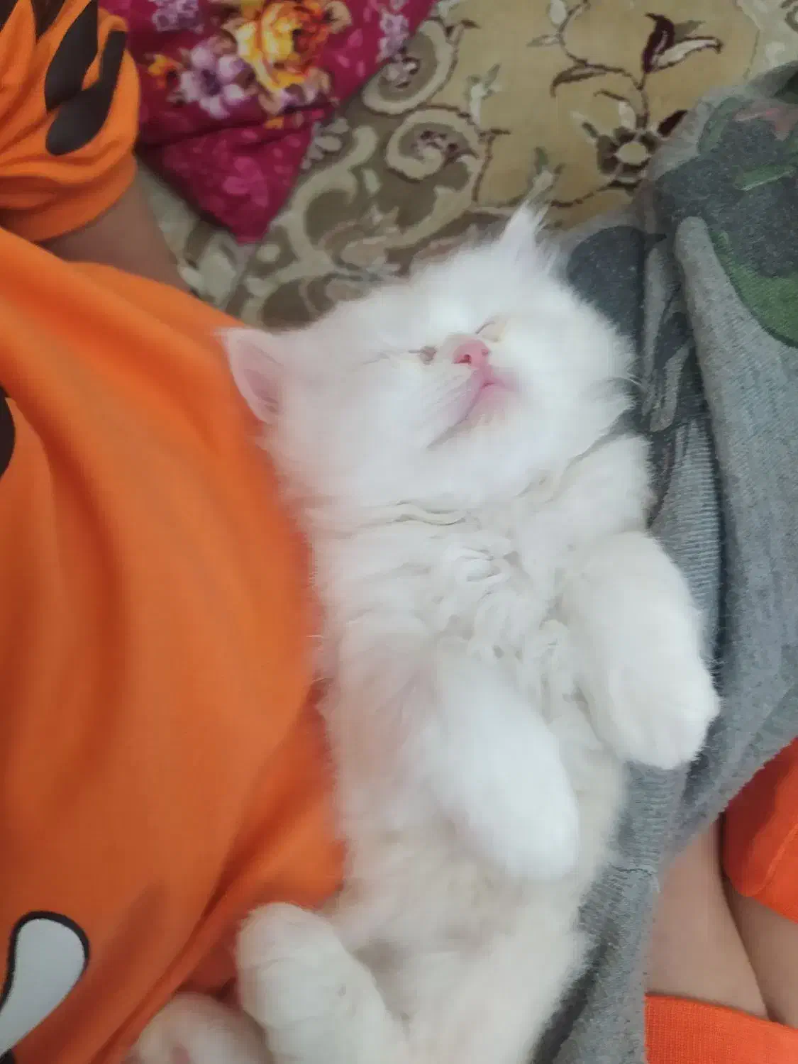 گربه پرشین کلاسیک|گربه|تبریز, |دیوار