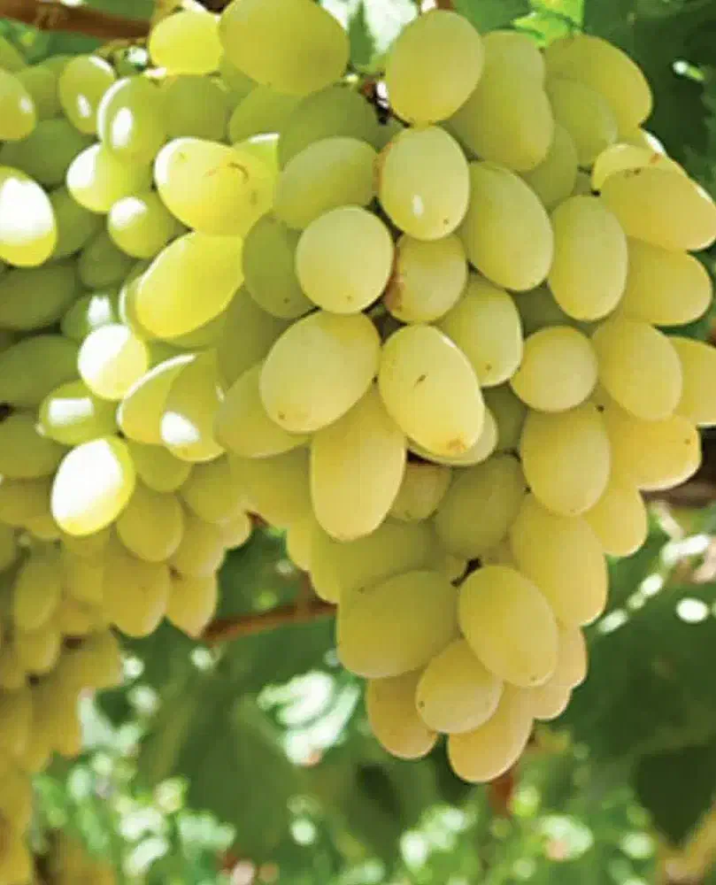 پیشفروش نهال انگور ویکتوریا|خدمات باغبانی و درختکاری|کندوان, |دیوار