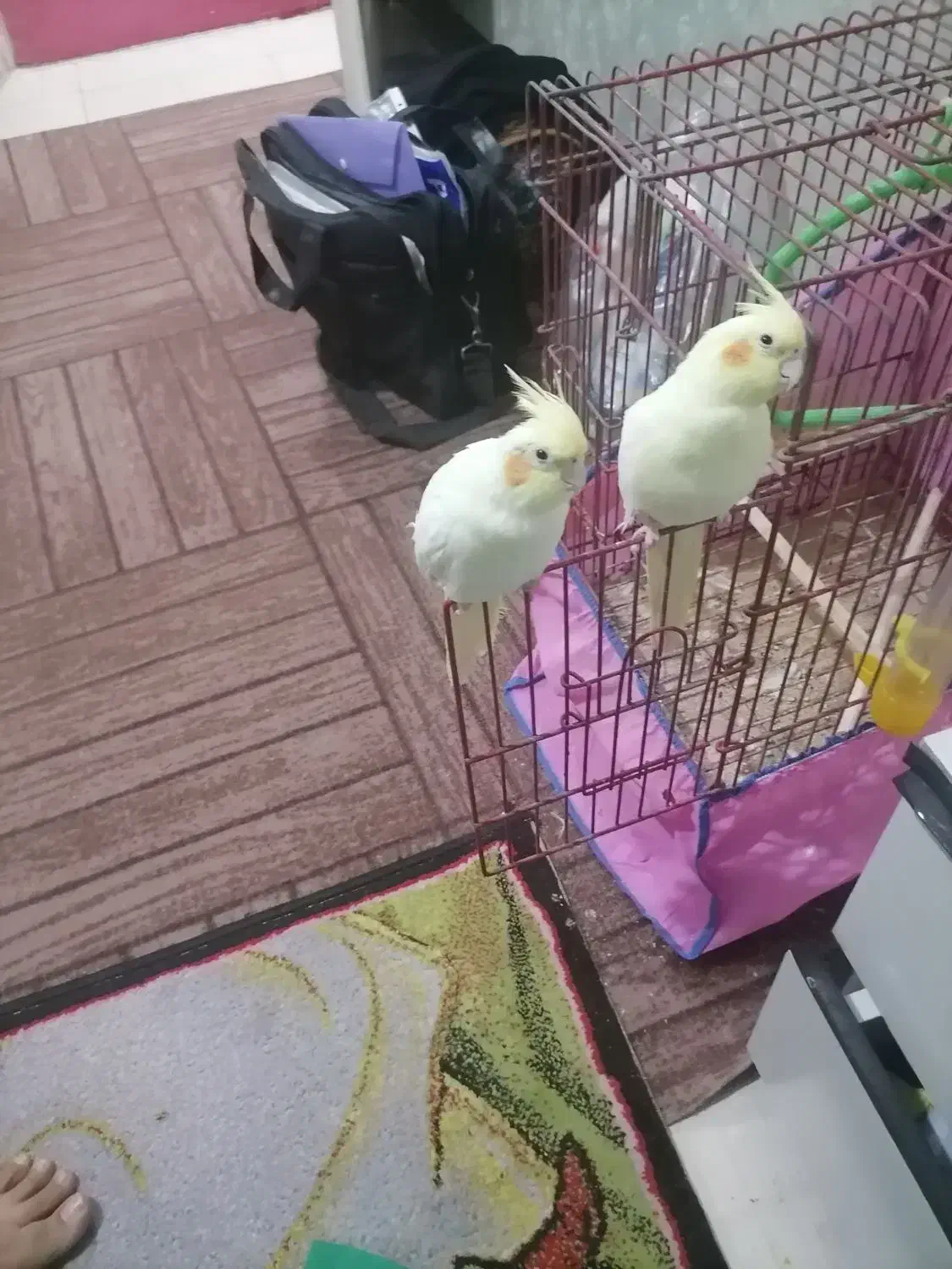 فروش دوعددطوطی 6ماهه|پرنده|بندر ماهشهر, |دیوار