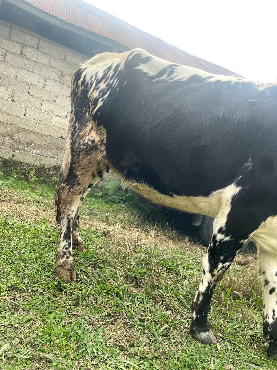 گاو ۷ماه نیم حامله|حیوانات مزرعه|فومن, |دیوار