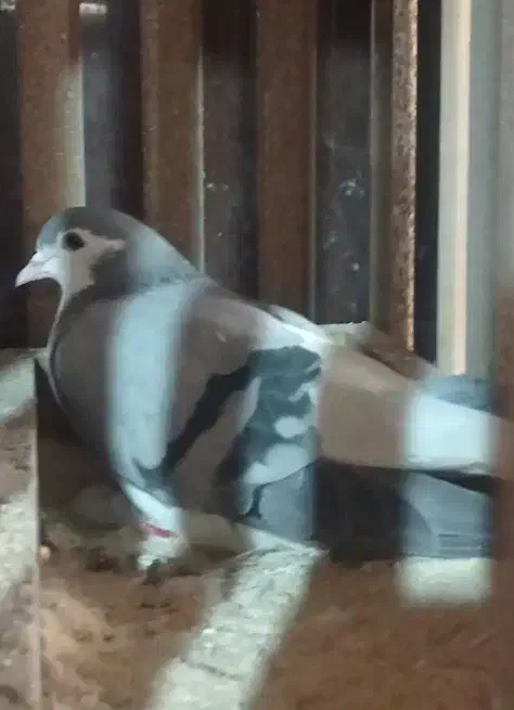 کفتر ساده|پرنده|مشهد, نوید|دیوار