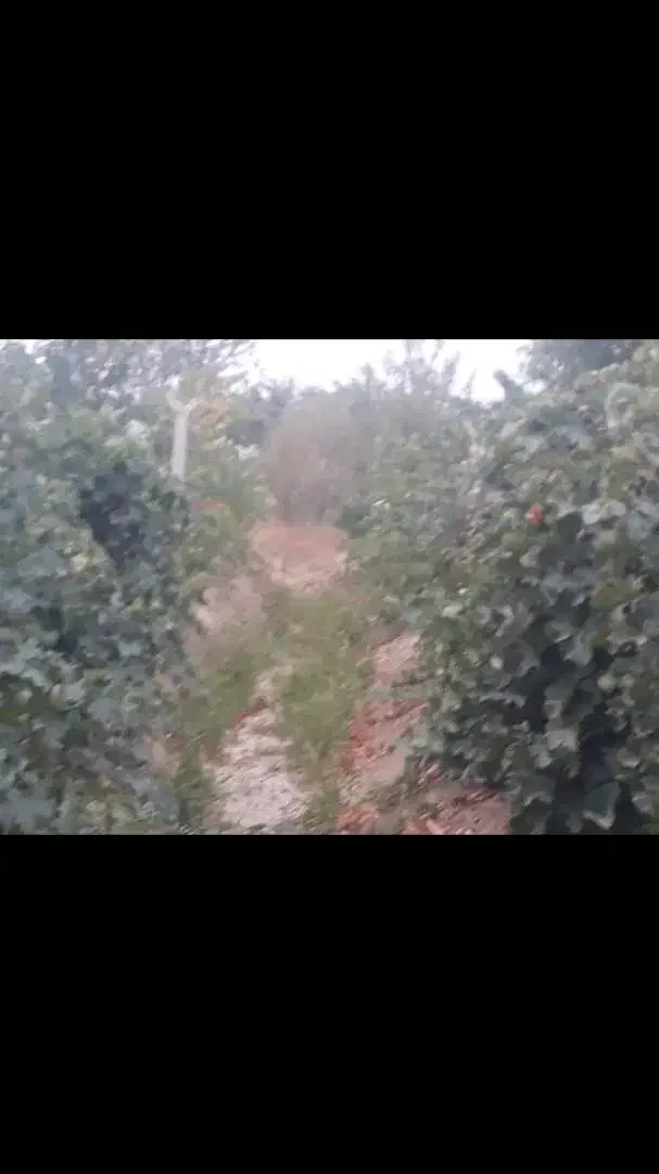 فروشی فوری و زیر قیمت باغچه به متراژ 1100متر|فروش زمین و ملک کلنگی|انزل, |دیوار