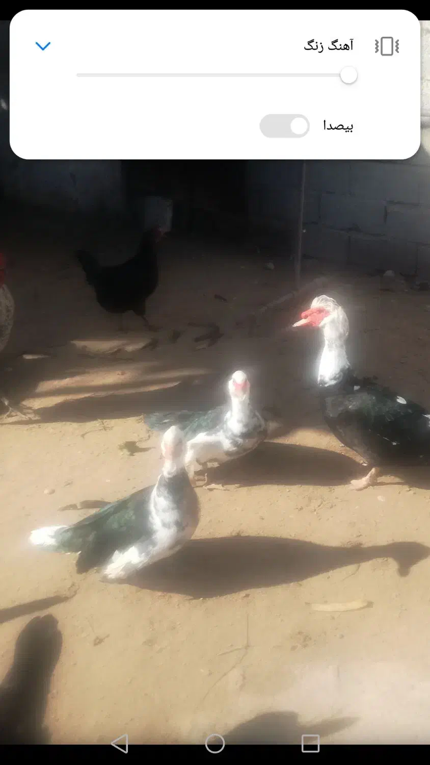 سیکا|حیوانات مزرعه|آبپخش, |دیوار