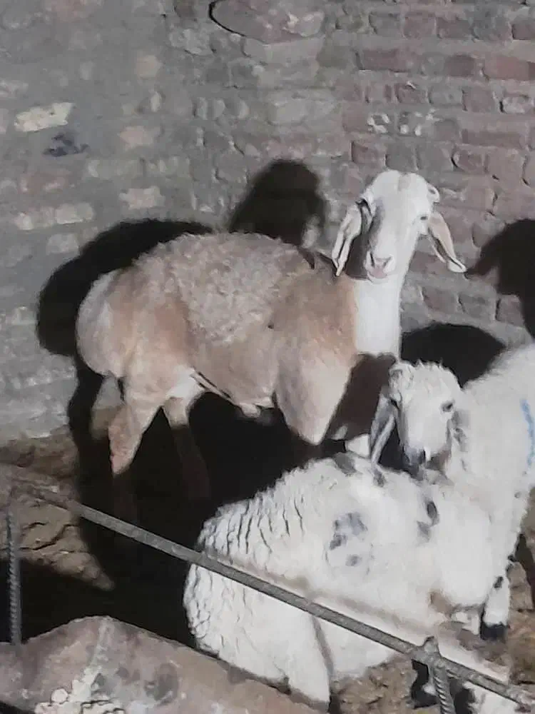 بره نربوری اصل بهترین نژاد وبره بلوچی شاخی|حیوانات مزرعه|زاهدان, |دیوار