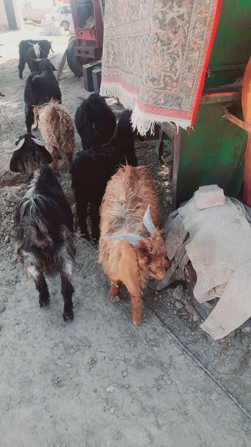 تعداد ۱۰عدد کهره نر|حیوانات مزرعه|قرقری, |دیوار